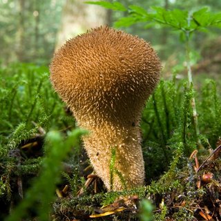 Pilz Flaschen-Stäubling am Waldboden