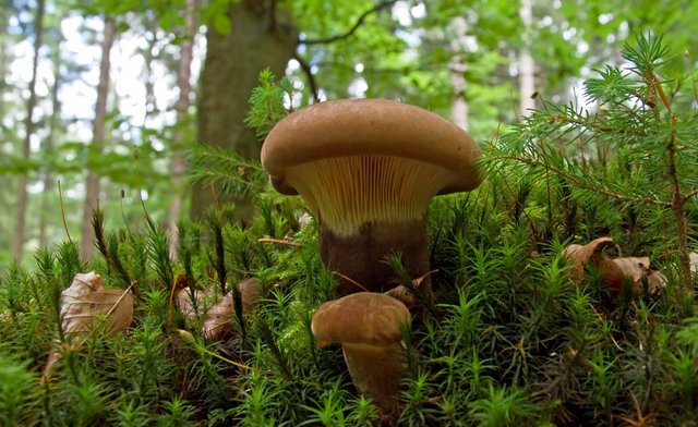 Pilz Samtfuß-Holzkrempling