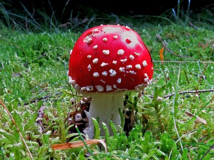Fliegenpilz auf grüner Wiese