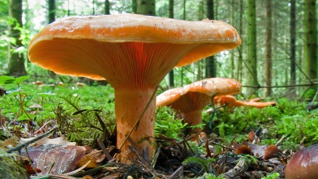 Pilz Edelreizger