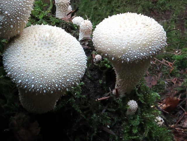 Pilz Flaschen-Stäubling