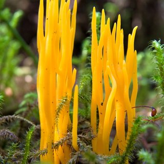 Pilz Klebriger Hörnling