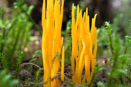 Pilz Klebriger Hörnling