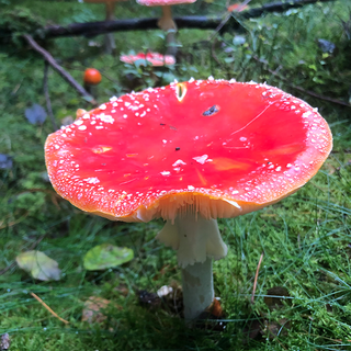 Fliegenpilz auf Waldboden