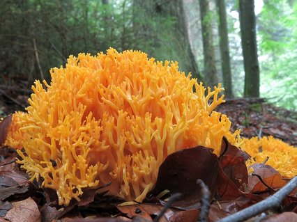 Pilz Gelbe Koralle auf Waldboden