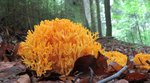 Pilz Gelbe Koralle auf Waldboden