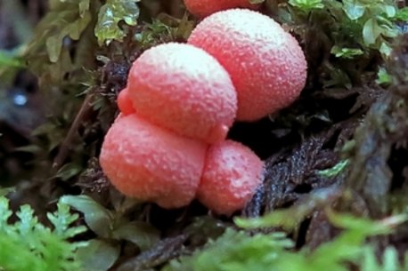 Blutmilchpilz kleiner Blutmilchpilz am Waldboden